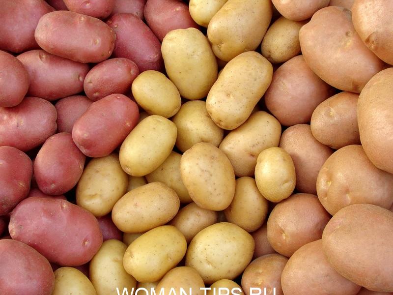 Черновик harvested-potato-tubers
