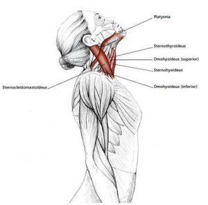 Стречинг: лучшие упражнения на растяжку мышц content_neck_stretching__econet_ru-300x296-1-9830203
