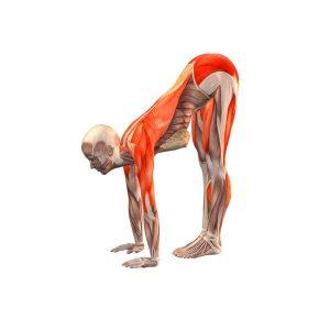Стречинг: лучшие упражнения на растяжку мышц content_standing-half-forward-bend__econet_ru-300x300-1-1610307