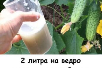 2 литра на ведро воды и огурцы будете ведрами собирать каждый день.
