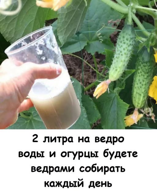 2 литра на ведро воды и огурцы будете ведрами собирать каждый день. 2 литра на ведро воды и огурцы будете ведрами собирать каждый день.