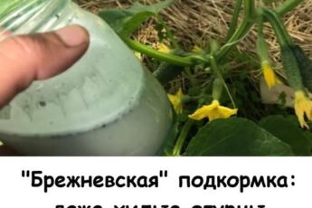 «Брежневская» подкормка: даже хилые огурцы моментально идут в рост и обильно плодоносят.