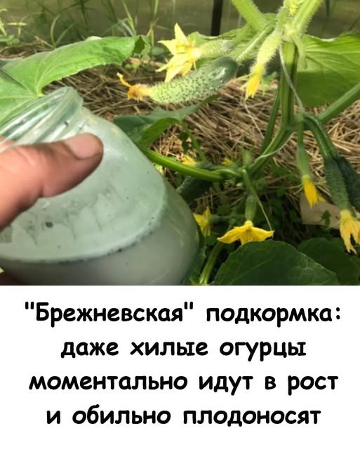 «Брежневская» подкормка: даже хилые огурцы моментально идут в рост и обильно плодоносят. 