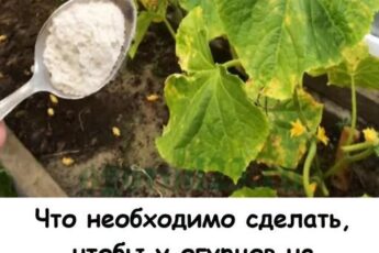 Что необходимо сделать, чтобы у огурцов не желтели листья.