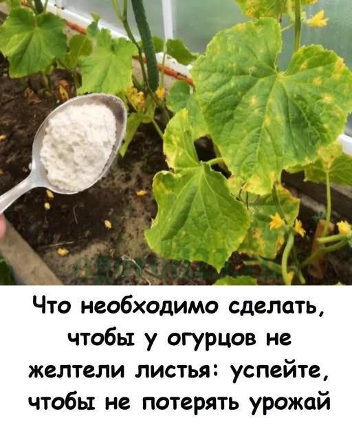 Что необходимо сделать, чтобы у огурцов не желтели листья. 