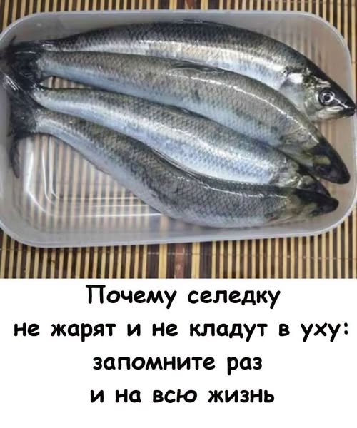 Почему селёдку почти никогда не жарят и не варят: запомните раз и на всю жизнь. Почему селёдку почти никогда не жарят и не варят: запомните раз и на всю жизнь.