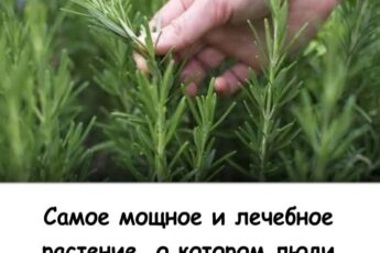Самое мощное и лечебное растение, о котором люди забывают и не подозревают о его силе