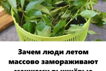 Зачем люди летом МАССОВО замораживают мешками вишневые листья?