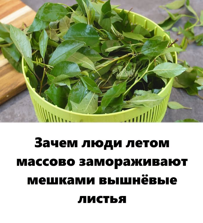 Зачем люди летом МАССОВО замораживают мешками вишневые листья? Зачем люди летом МАССОВО замораживают мешками вишневые листья?