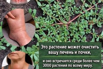 Самое мощное растение в мире...