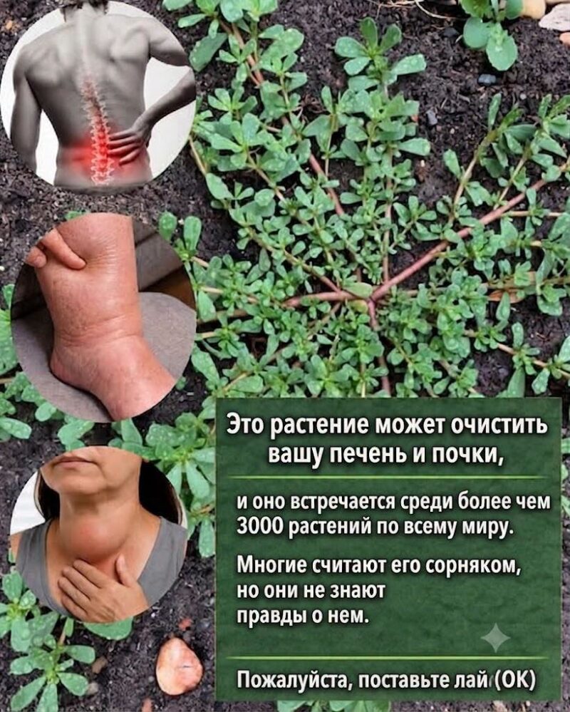 Самое мощное растение в мире... Самое мощное растение в мире...